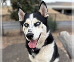 Small Photo #3 Siberian Husky Puppy For Sale in Martinez, CA, USA
