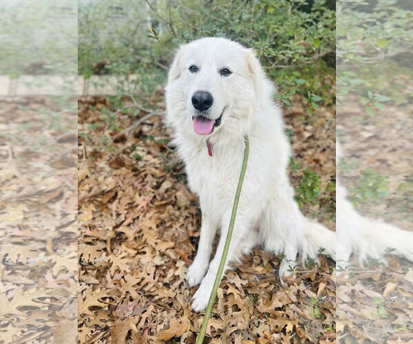 Medium Photo #4 Great Pyrenees Puppy For Sale in Spring, TX, USA