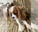 Small #5 Cavalier King Charles Spaniel