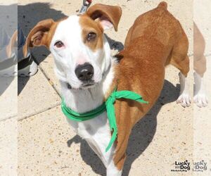 Randy - Male Pointer-Unknown Mix Dog for Adoption - Photo #6