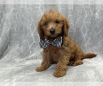 Small #3 Goldendoodle (Miniature)