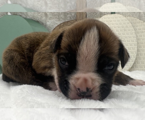 Medium Photo #3 Boxer Puppy For Sale in PAWNEE CITY, NE, USA