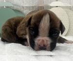 Small #2 Boxer