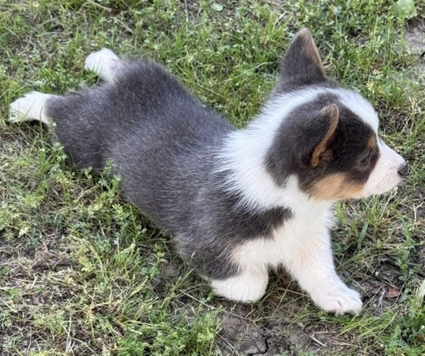Medium Photo #2 American Corgi Puppy For Sale in PRYOR, OK, USA
