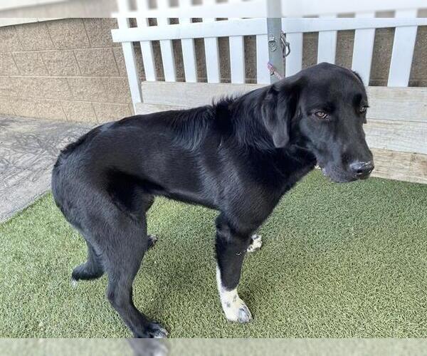 Medium Photo #1 Labrador Retriever-Unknown Mix Puppy For Sale in Modesto, CA, USA