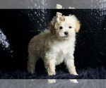 Small Photo #106 Maltipoo Puppy For Sale in WARSAW, IN, USA