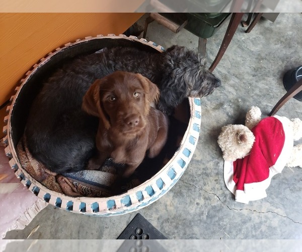 Medium Photo #11 Goldendoodle-Labrador Retriever Mix Puppy For Sale in OAKVILLE, WA, USA