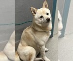 Small Photo #1 Shiba Inu-Unknown Mix Puppy For Sale in Las Vegas, NV, USA