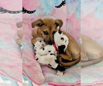 Small #1 Mutt