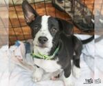 Small #7 Labrador Retriever Mix