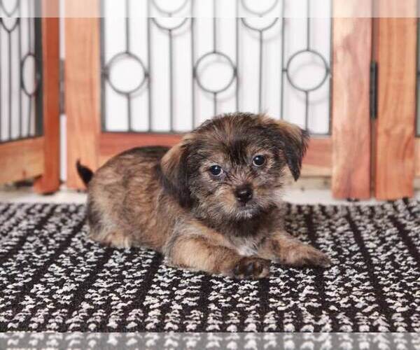 Medium Photo #2 ShiChi Puppy For Sale in NAPLES, FL, USA