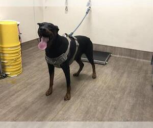 Doberman Pinscher Dogs for adoption in Pasadena, CA, USA