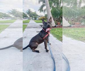 Raven - Female Mutt Dog for Adoption - Photo #7