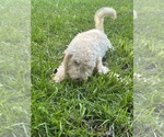 Puppy Angel Cocker Spaniel