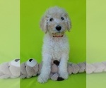 Puppy Puff Goldendoodle