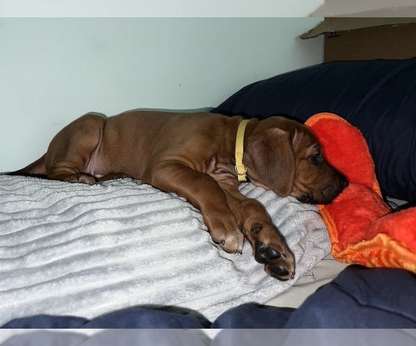 Medium Photo #12 Rhodesian Ridgeback Puppy For Sale in MURFREESBORO, TN, USA