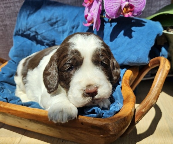 Medium Photo #15 English Springer Spaniel Puppy For Sale in WOOSTER, OH, USA