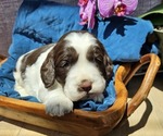 Small #14 English Springer Spaniel