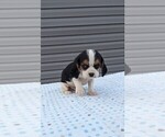 Small Photo #5 Basset Hound-Cavalier King Charles Spaniel Mix Puppy For Sale in DUNNVILLE, KY, USA
