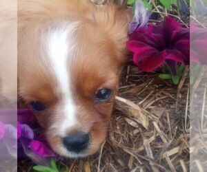 Cavalier King Charles Spaniel Puppy for sale in MAYSLICK, KY, USA