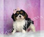 Small #5 Cavalier King Charles Spaniel