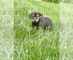 Small #2 Mutt