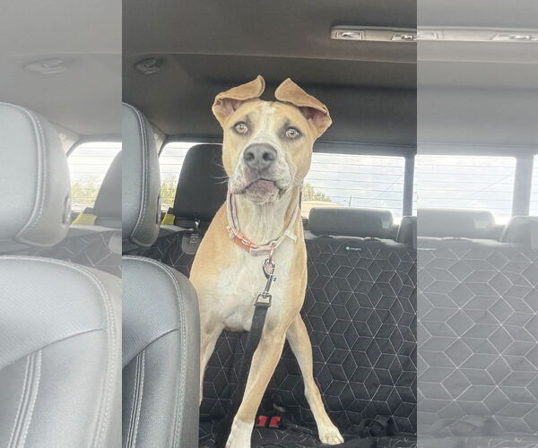 Medium Photo #1 Boxer-Unknown Mix Puppy For Sale in Macon, MO, USA