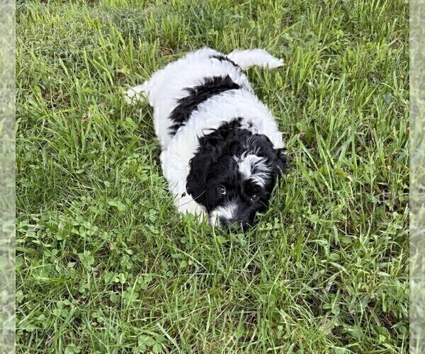 Medium Photo #13 Aussiedoodle Puppy For Sale in ASHEVILLE, NC, USA