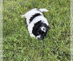 Small #12 Aussiedoodle