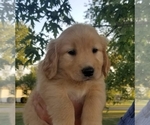 Small Photo #2 Golden Retriever Puppy For Sale in SANTA CLARA, CA, USA