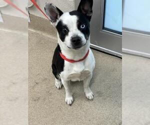 American Staffordshire Terrier-Unknown Mix Dogs for adoption in Grand Prairie, TX, USA