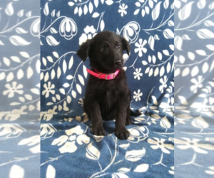 Shepadoodle Puppy for sale in MUNCIE, IN, USA