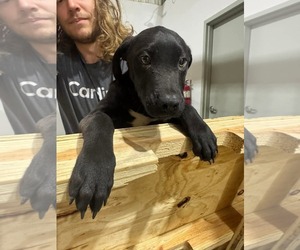Medium Labrador Retriever Mix