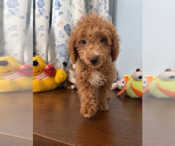 Medium Photo #5 Havapoo Puppy For Sale in DURHAM, CT, USA
