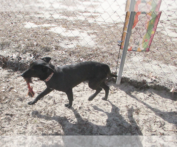 Medium Photo #6 Mutt Puppy For Sale in Camden, SC, USA