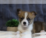 Puppy Max Pembroke Welsh Corgi