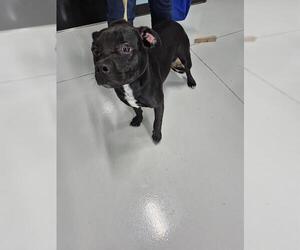 American Pit Bull Terrier-Unknown Mix Dogs for adoption in Temple, TX, USA