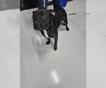 Small American Pit Bull Terrier Mix