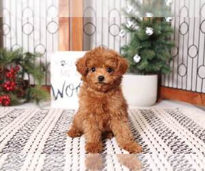 Poodle (Miniature) Puppy for sale in NAPLES, FL, USA