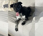 Small #2 Collie-Labrador Retriever Mix