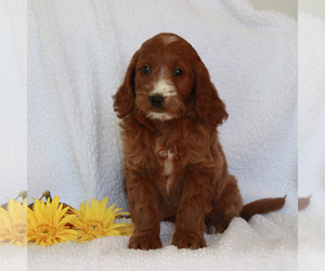 Irish Setter-Poodle (Miniature) Mix Puppy for sale in CHRISTIANA, PA, USA