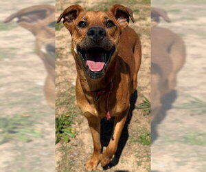 Black Mouth Cur-Unknown Mix Dogs for adoption in Augusta, GA, USA