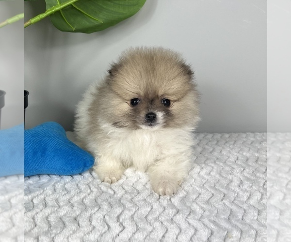 Medium Photo #5 Pomeranian Puppy For Sale in FRANKLIN, IN, USA