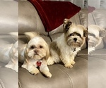 Small Photo #6 Shorkie Tzu Puppy For Sale in WEST HAVEN, UT, USA