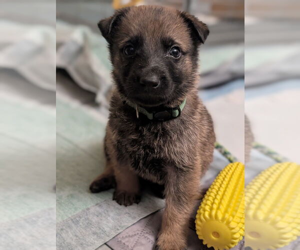 Medium Photo #1 Mutt Puppy For Sale in Imlay City, MI, USA