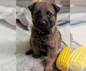 Mutt Dogs for adoption in Imlay City, MI, USA