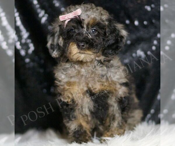 Medium Photo #5 Poodle (Toy) Puppy For Sale in WARSAW, IN, USA
