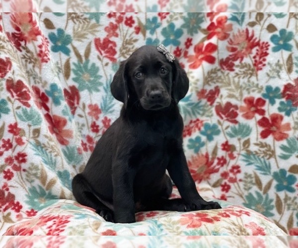 Medium Photo #10 Labrador Retriever Puppy For Sale in LAKELAND, FL, USA