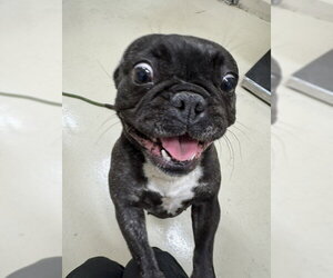 French Bulldog Dogs for adoption in Fremont, CA, USA