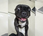 Small French Bulldog